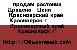 продам растение Драцена › Цена ­ 250 - Красноярский край, Красноярск г.  »    . Красноярский край,Красноярск г.